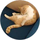 Tugba Kose profil fotoğrafı