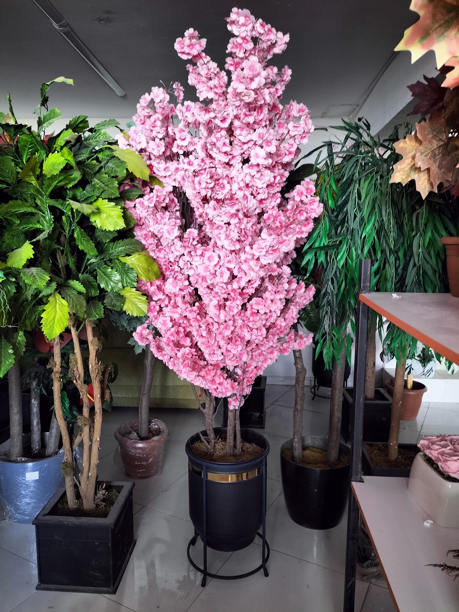 TUANA ÇİÇEK ÜNİVERSİTE